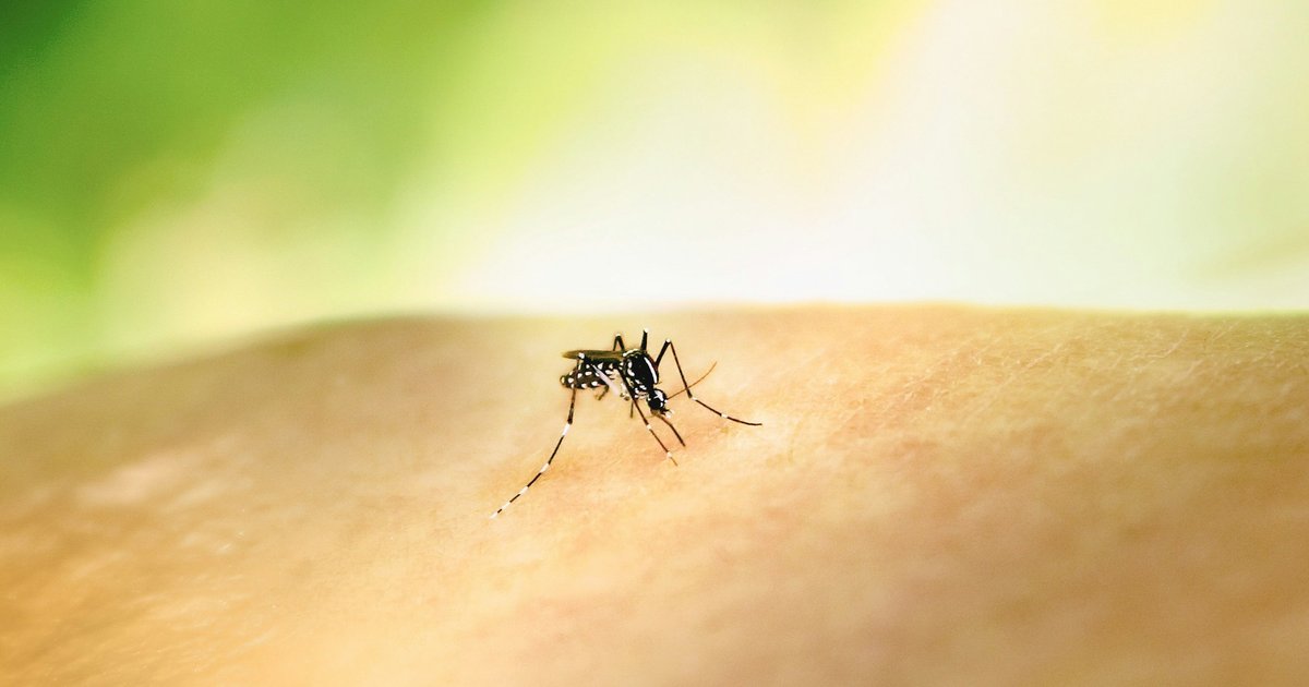 Бактерии оказались отличным средством против комаров
