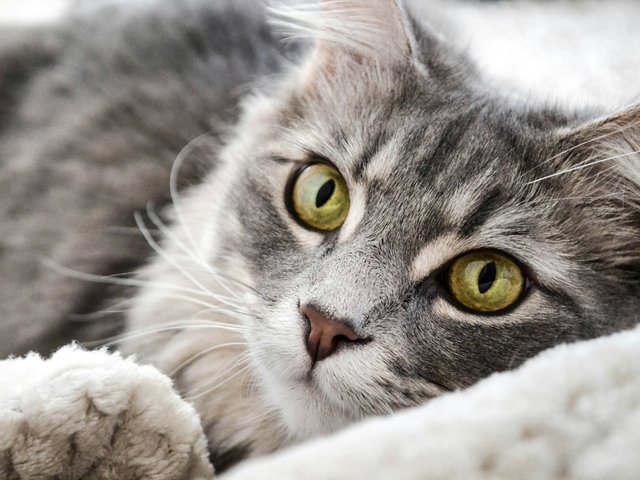 Как выглядит мир глазами кошки