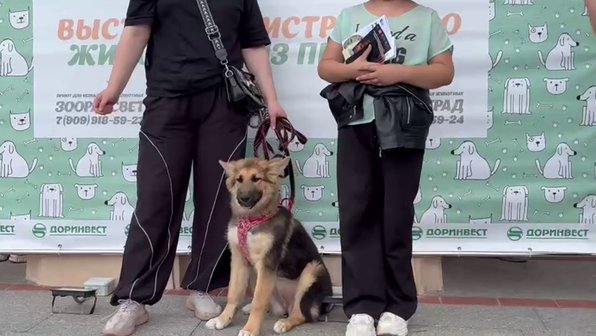Почти 10 питомцев нашли хозяев благодаря выставке на ВДНХ