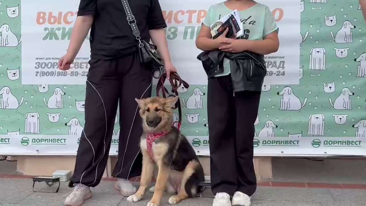 Собака на поводке