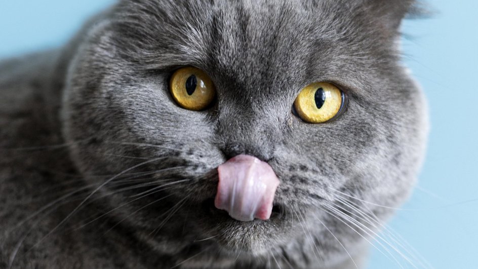 Серая кошка кусает язык