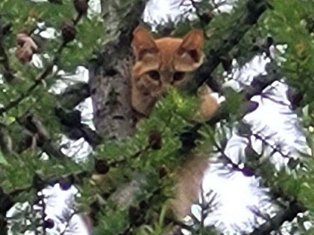 В Карелии кот залез на ель и рыдал, чтобы найти дом