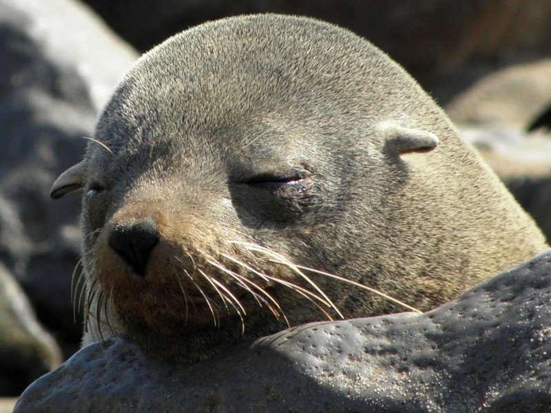 seal-sleep-lazy-animal-world-nature-namibia
