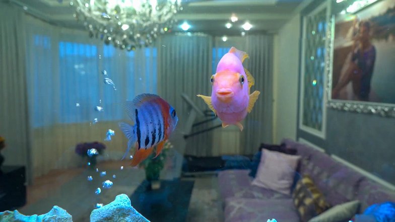 Большой аквариум в квартире Анны Семенович
