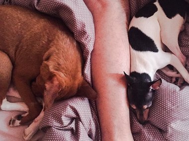 Slide image for gallery: 4820 | Комментарий «Леди Mail.Ru»: Кристине Асмус нравится в любимом все, даже его волосатая нога. Этот снимок актриса сопроводила хэштегом #милаямилота и названиями трех пород собак — той-фокс, бассенджи и бульдог (творческий псев