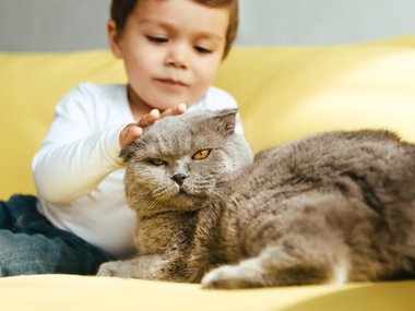 Скоттиш-фолд Скоттиш-фолд