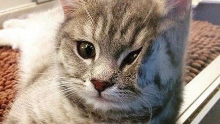 Котик прислонился к стеклу и стал грустным мемом