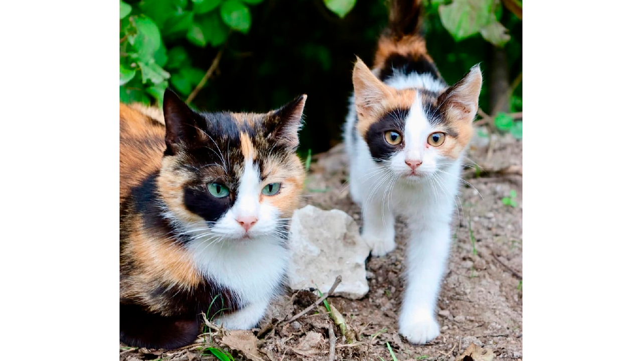 Кошки ищут хозяев. Волонтеры мечтают, чтобы они попали в одну семью