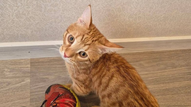 Сотрудники скорой помощи показали встречающих их котиков Сотрудники скорой помощи показали встречающих их котиков