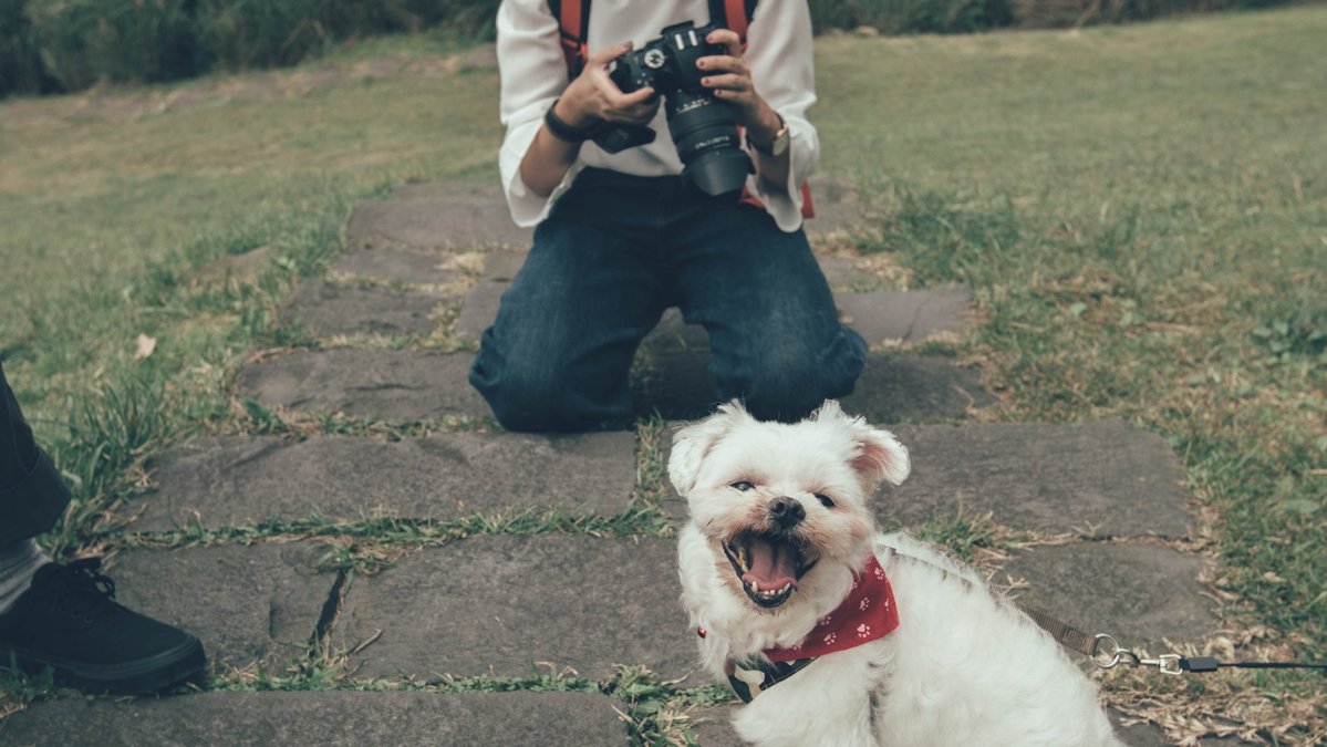 Собака и фотография