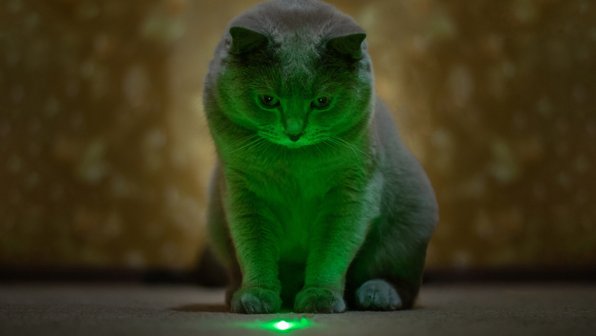 Лазеру — нет. 3 запрещенные игрушки для кошек