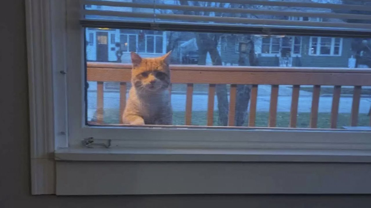Дикий кот смотрит в окно