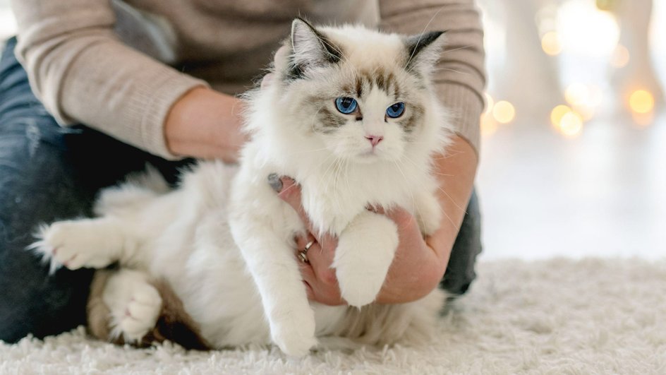 Самая ласковая кошка породы рэгдолл, которая любит полениться и обладает миролюбивым характером, на руках у хозяйки
