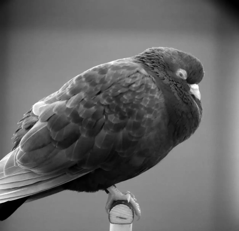 Спящий голубь. Фото: Gianina Ungurean
