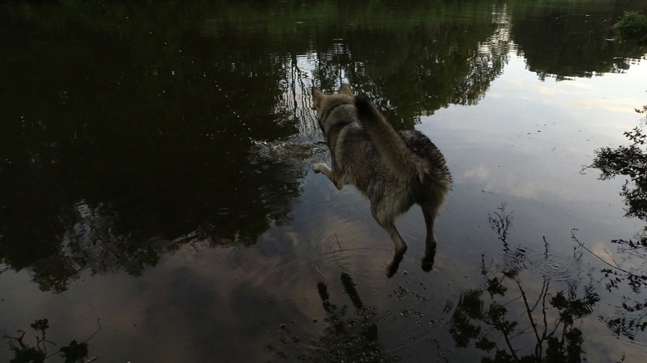 Чехословацкая волчья собака прыгает в воду Чехословацкая волчья собака прыгает в воду