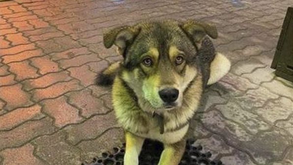 Пес-Хатико, брошенный на автозаправке в Воронеже, обрел дом