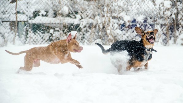 Фото: 15 собак, которые любят зиму. Очень