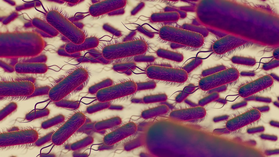 Бактерии Helicobacter pylori, вызывающие рак желудка Бактерии Helicobacter pylori, вызывающие рак желудка