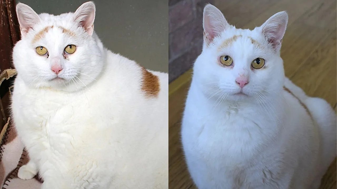 Кошка, которая чуть не погибла от лишнего веса, наконец похудела