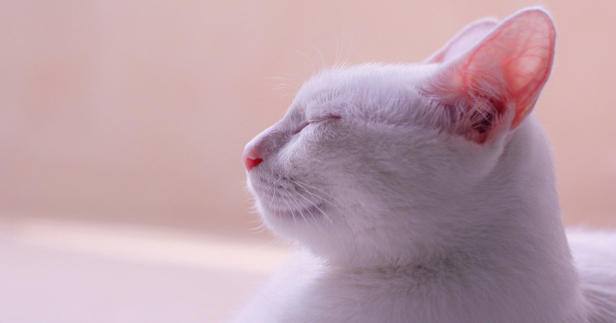В Японии обнаружили автомат, продающий брелоки с котами из популярных мемов