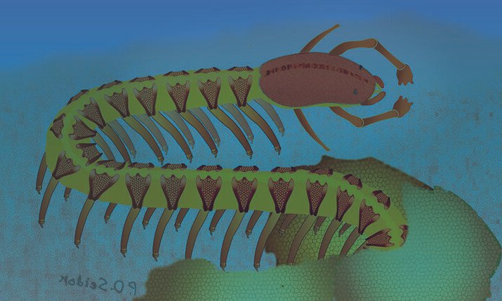 Так в представлении художника выглядел Cardiodictyon catenulum. Источник: Nicholas Strausfeld / University of Arizona