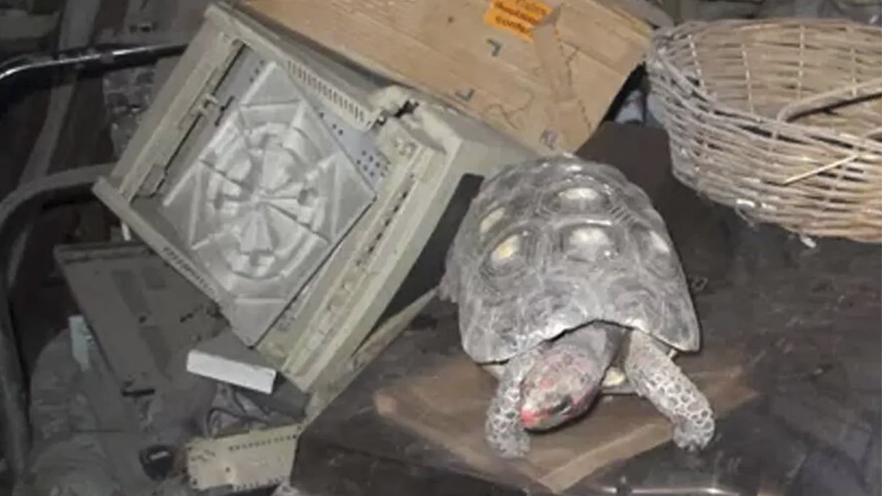 Женщина нашла свою черепаху через 30 лет после ее потери