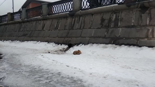 На Москве-реке застряла лисица