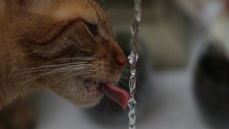 Кошка пьет воду и-под крана Кошка пьет воду и-под крана