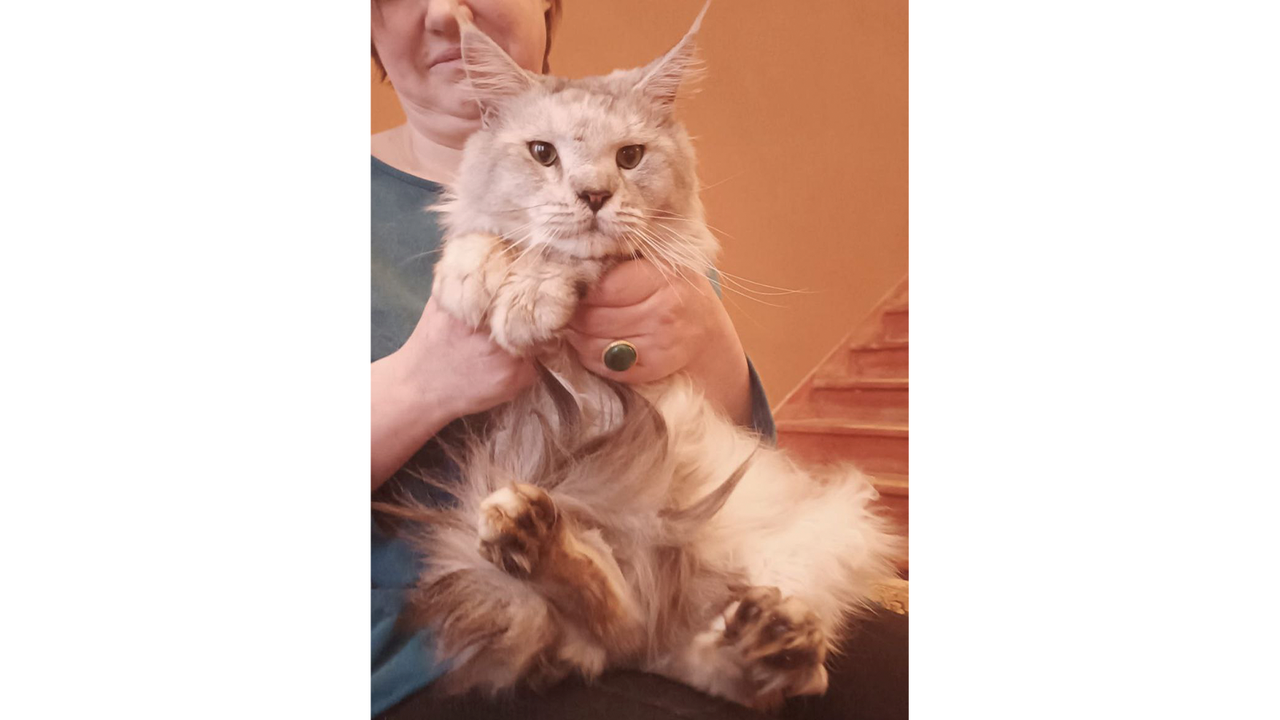 Волонтеры собрали средства на лечение Петра — теперь кот здоров