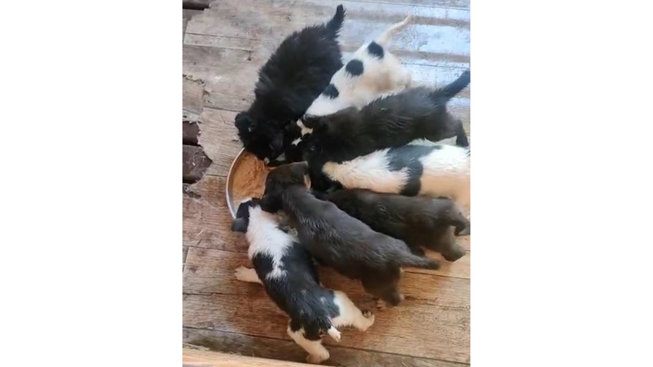 Щенят кормят Щенят кормят