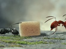 Кадр из Букашки. Приключение в Долине муравьев