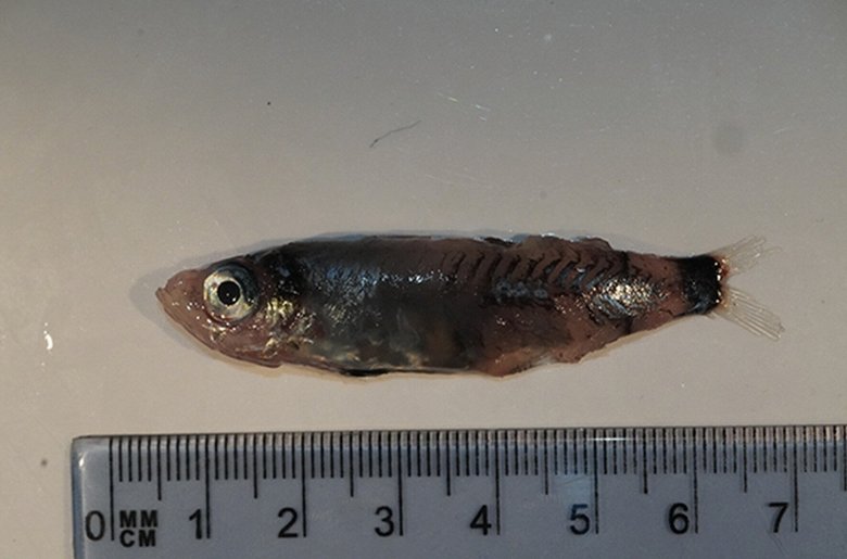 Рыба нового вида Microichthys grandis. Фото: Bram Couperus