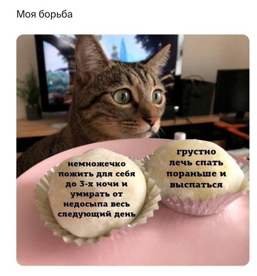 Мемы с котиками