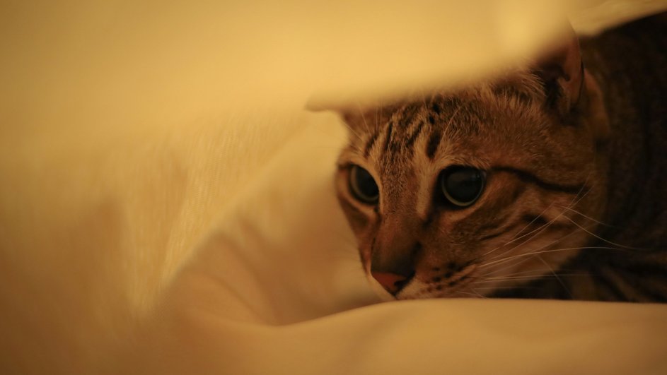 Кошка прячется от хозяина под простынью Кошка прячется от хозяина под простынью