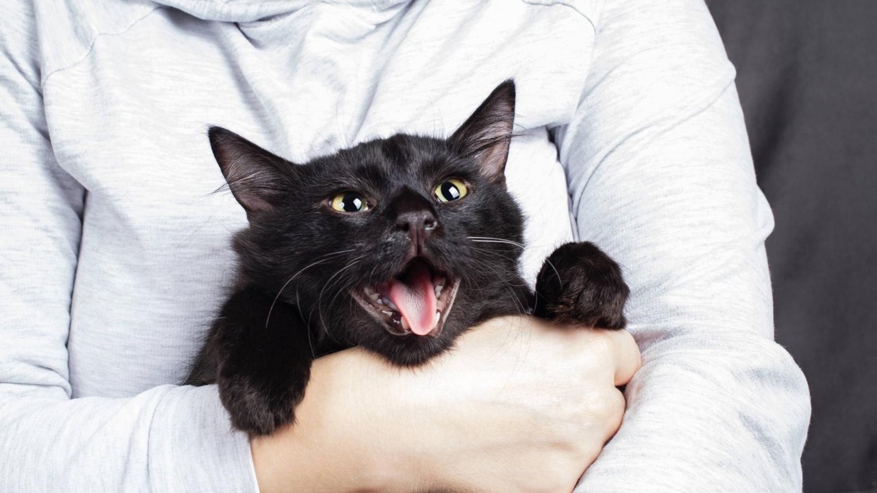 Кошка сидит на руках Кошка сидит на руках