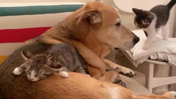 Уличные котята выросли с собакой и теперь считают ее своей мамой