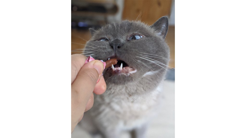 Котики