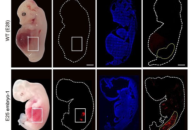 В эмбрион свиньи имплантировали клетки человеческих почек.