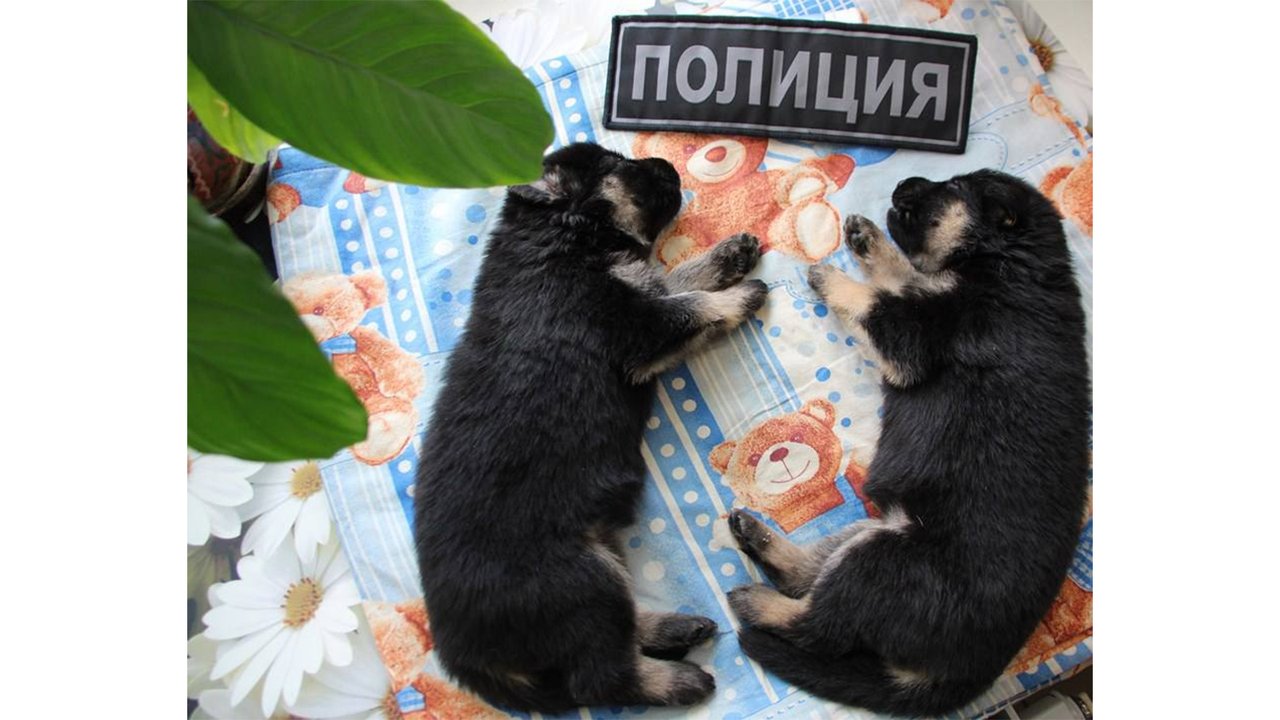 Щенята лежат Щенята лежат