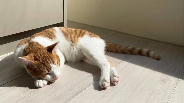 Любопытная кошка затопила квартиру, открыв кран, пока хозяйка спала