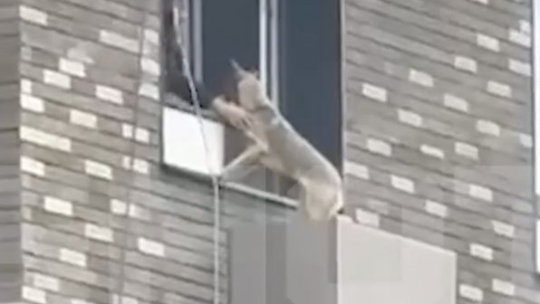 На Сахалине спасли собаку, которая выпала с 12 этажа
