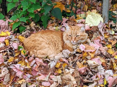 Рыжий кот в листве