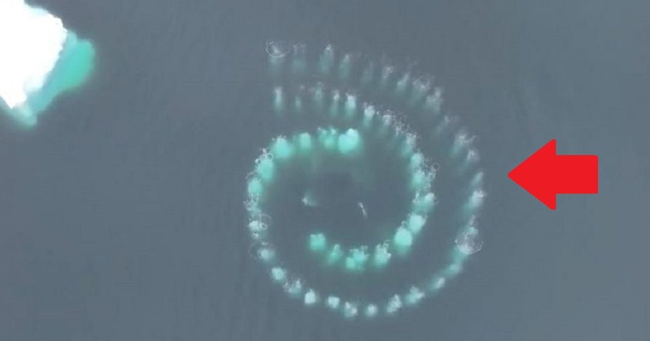 Загадочную спираль в океане сняли на видео: что это