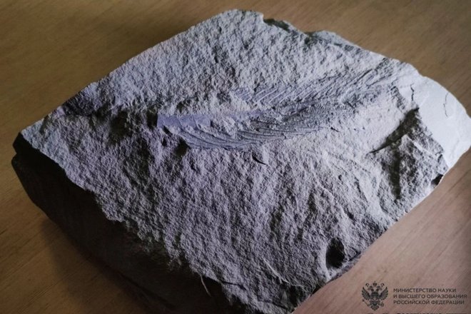 окаменелость окаменелость