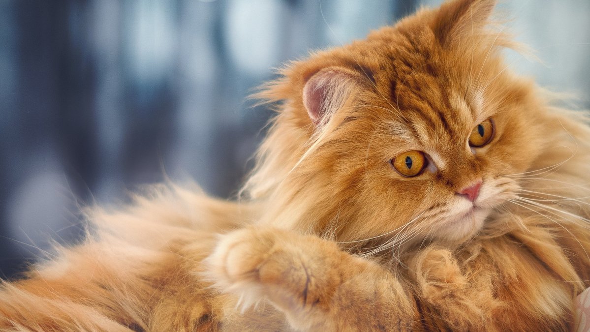 Чем кормить персидскую кошку - Питомцы Mail.ru