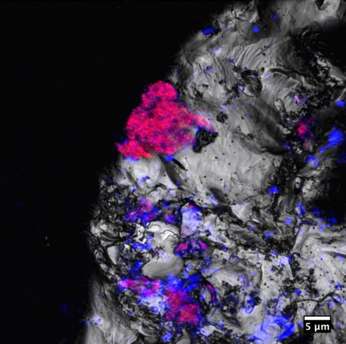 Флюоресцирующие цианобактерии на обломке скальной породы. Фото: Science Alert / PNAS