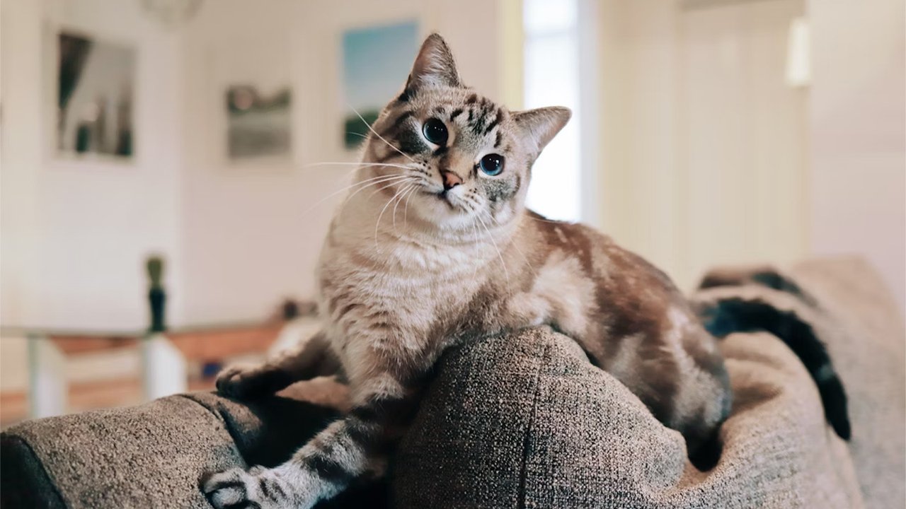 Кот лежит на кровати Кот лежит на кровати