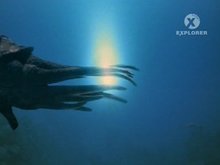 Кадр из BBC: Прогулки с морскими чудовищами