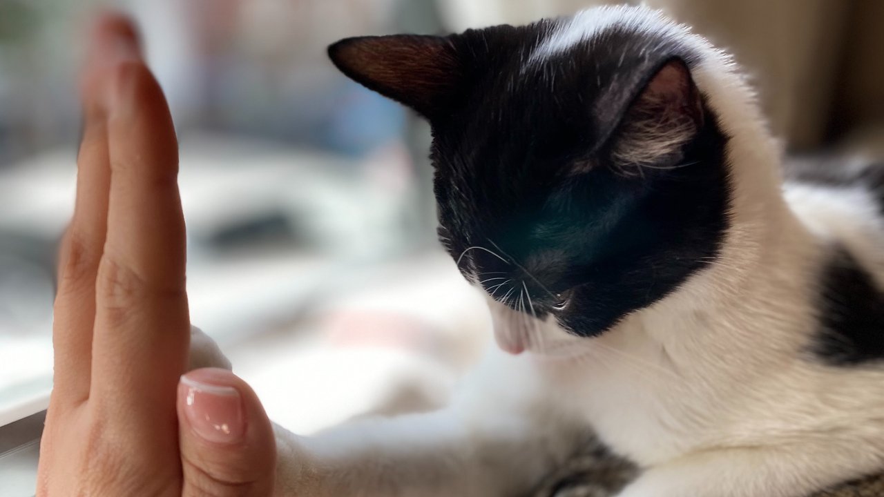 Как выразить свою любовь к коту | Готовим подарки ко Дню кошек - Питомцы  Mail.ru