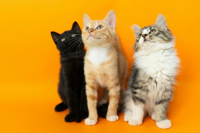 Котики виджет Котики виджет
